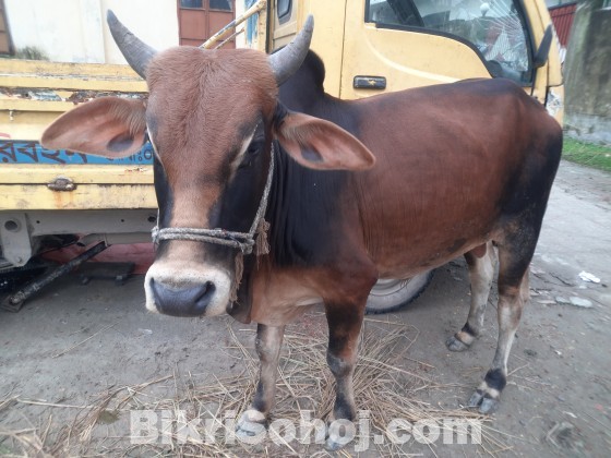 কুরবানীর জন্য অরিজিনাল দেশি ষাঁড়